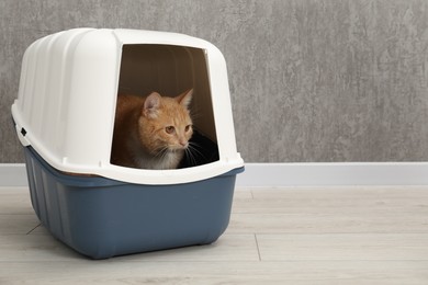 Photo of Cute ginger cat in litter box on floor indoors, space for text