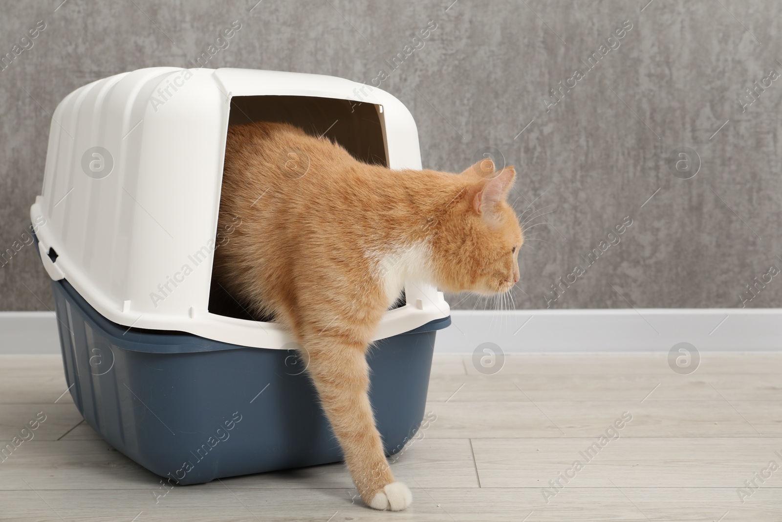 Photo of Cute ginger cat in litter box on floor indoors, space for text