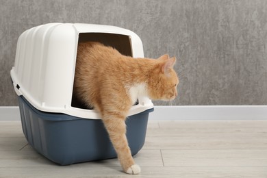 Cute ginger cat in litter box on floor indoors, space for text