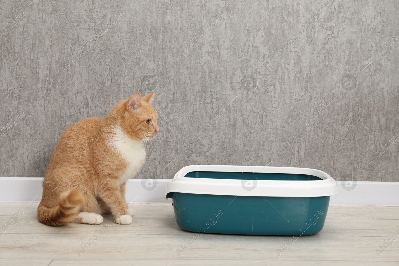 Photo of Cute ginger cat near litter tray on floor indoors