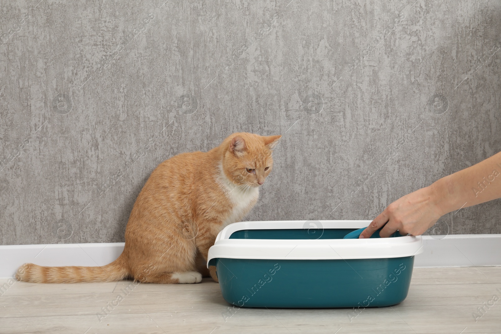 Photo of Woman cleaning cat litter tray indoors, closeup