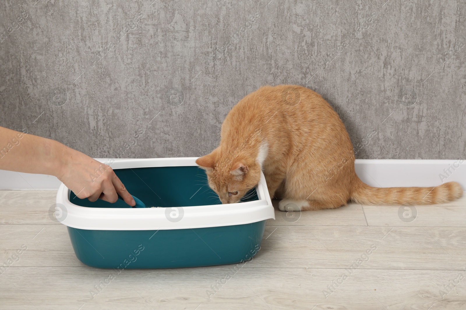 Photo of Woman cleaning cat litter tray indoors, closeup