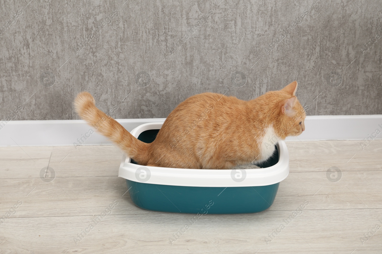 Photo of Cute ginger cat in litter tray on floor indoors