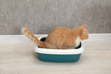 Photo of Cute ginger cat in litter tray on floor indoors