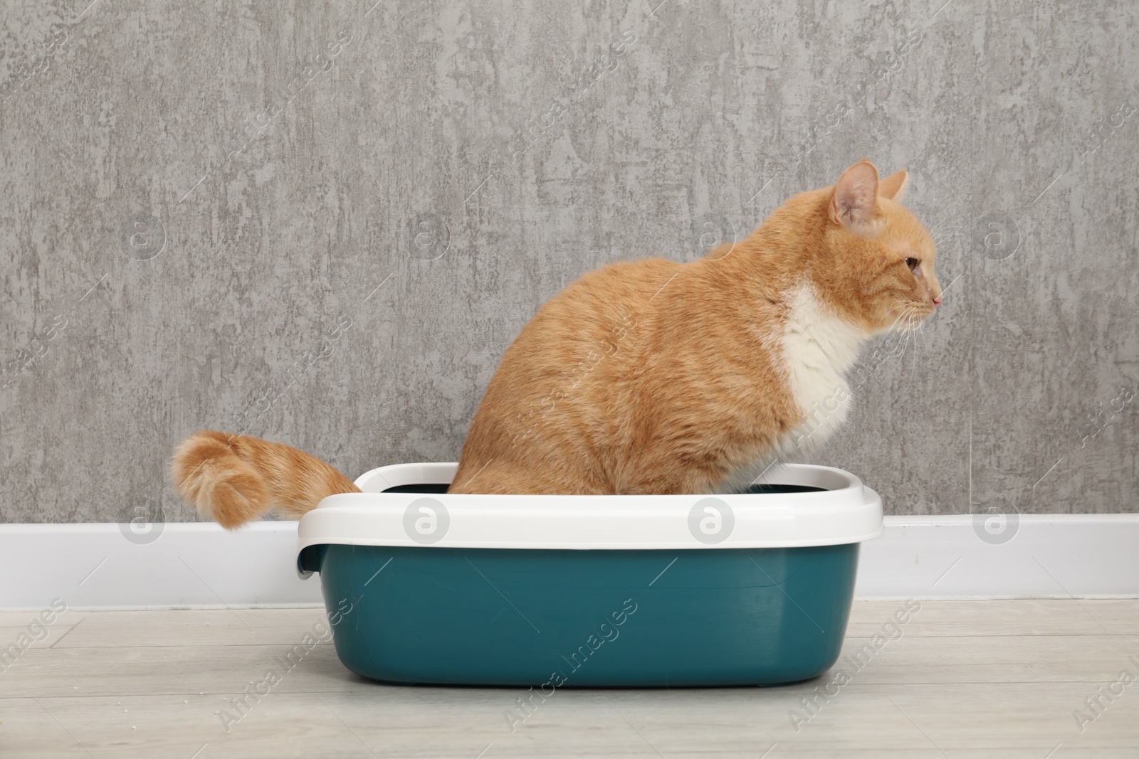 Photo of Cute ginger cat in litter tray on floor indoors