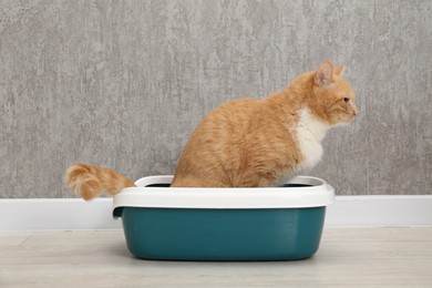 Cute ginger cat in litter tray on floor indoors