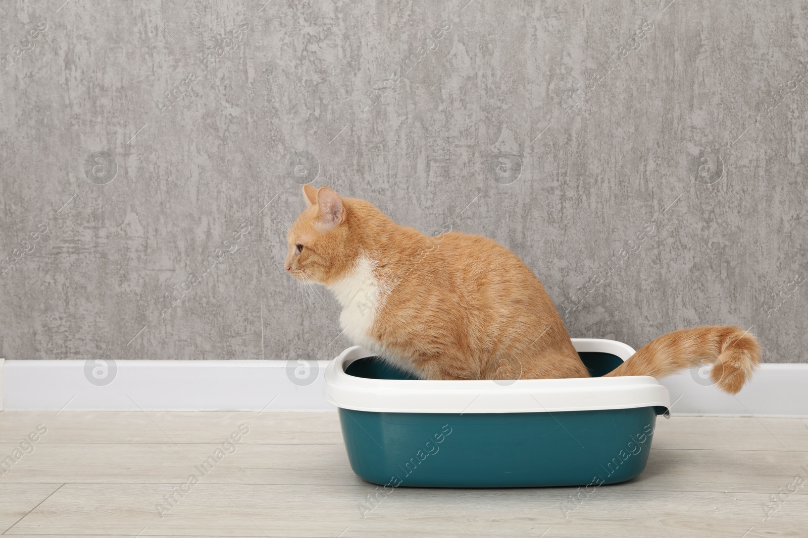 Photo of Cute ginger cat in litter tray on floor indoors, space for text