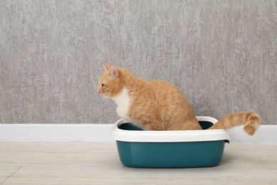 Photo of Cute ginger cat in litter tray on floor indoors, space for text