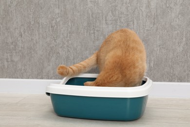 Cute ginger cat in litter tray on floor indoors