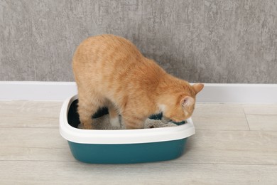 Cute ginger cat in litter tray on floor indoors