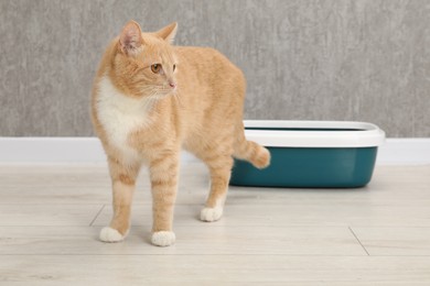 Photo of Cute ginger cat near litter tray on floor indoors