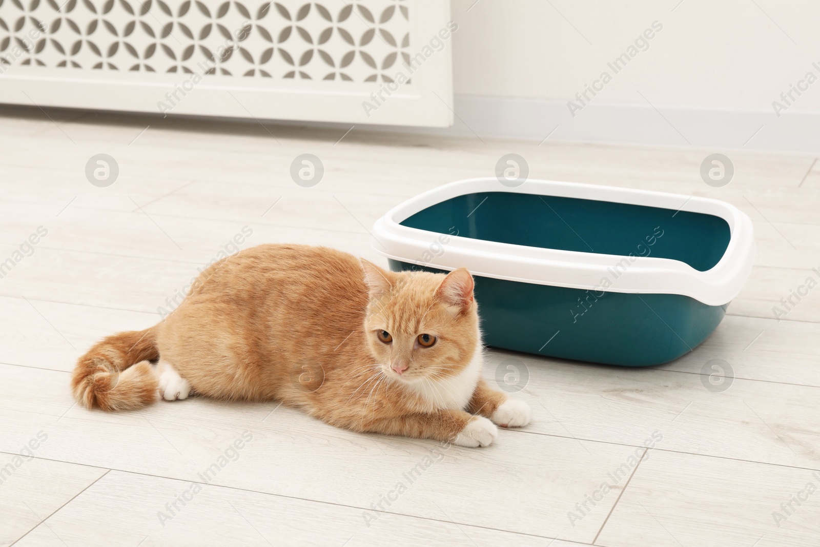 Photo of Cute ginger cat lying near litter tray on floor indoors