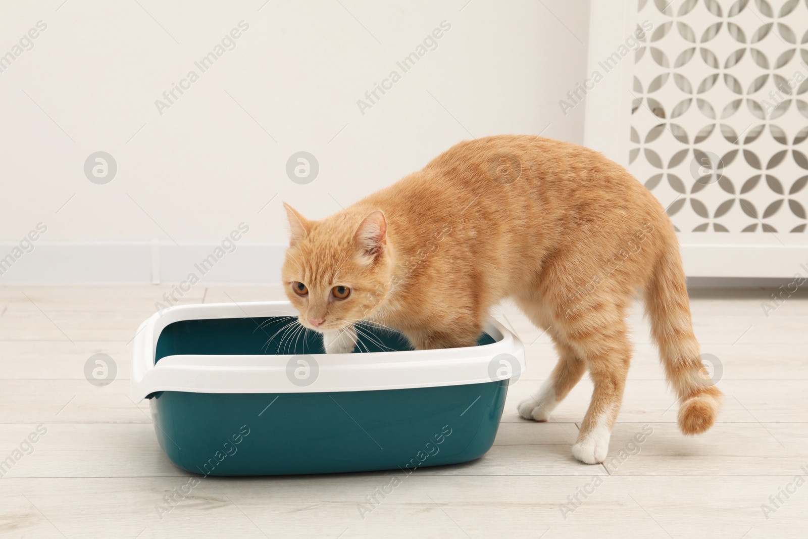 Photo of Cute ginger cat near litter tray on floor indoors