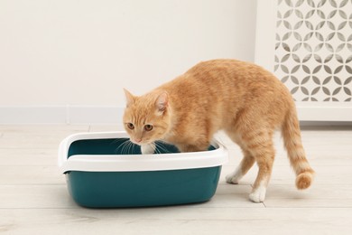 Cute ginger cat near litter tray on floor indoors