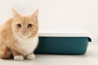 Photo of Cute ginger cat sitting near litter tray on floor indoors