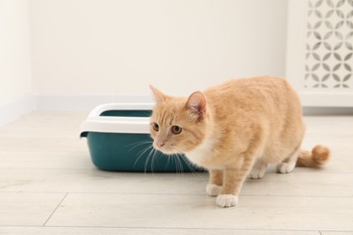 Photo of Cute ginger cat near litter tray on floor indoors