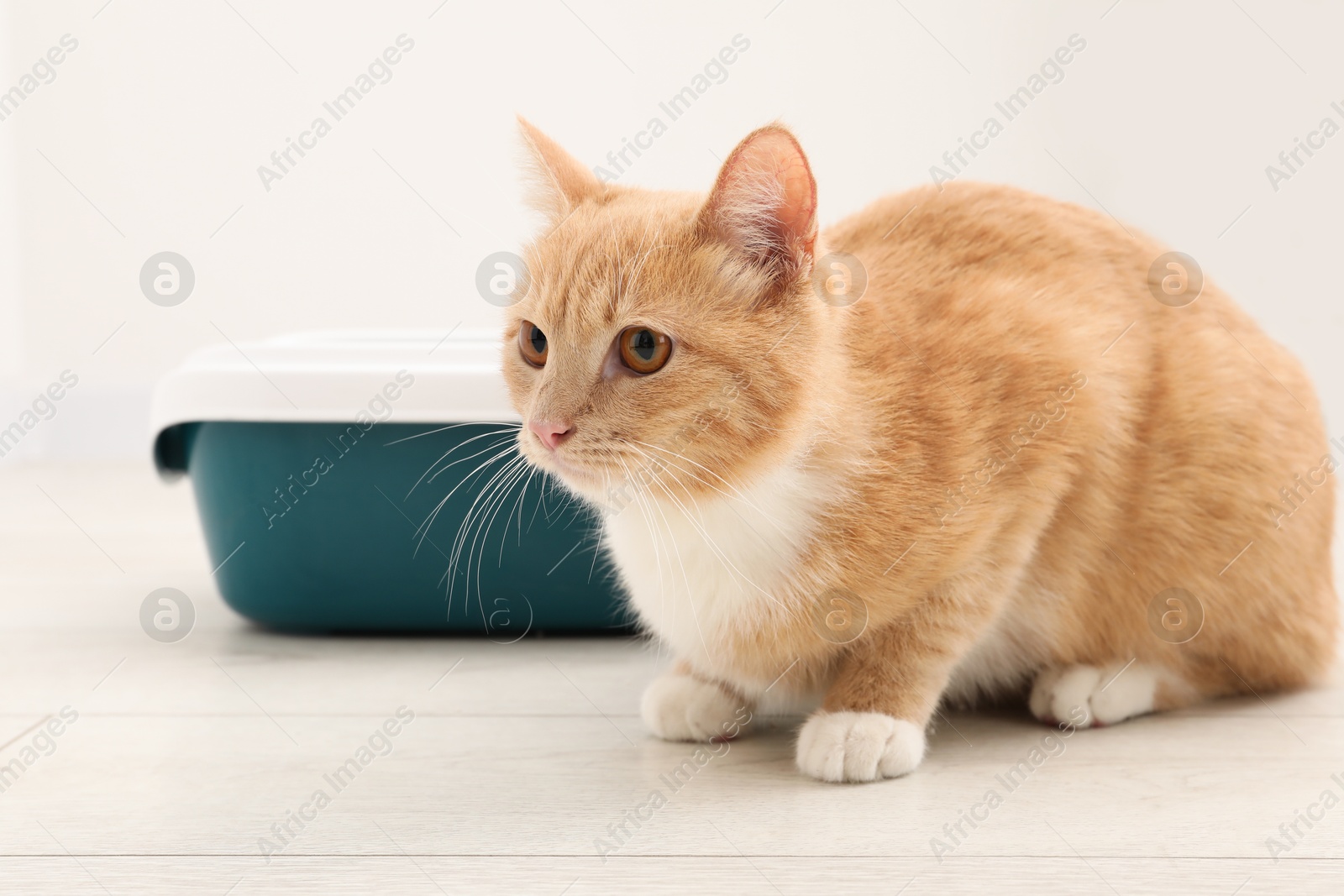 Photo of Cute ginger cat sitting near litter tray on floor indoors