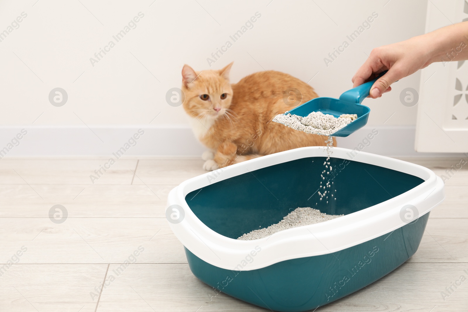 Photo of Woman cleaning cat litter tray with scoop indoors, closeup. Space for text