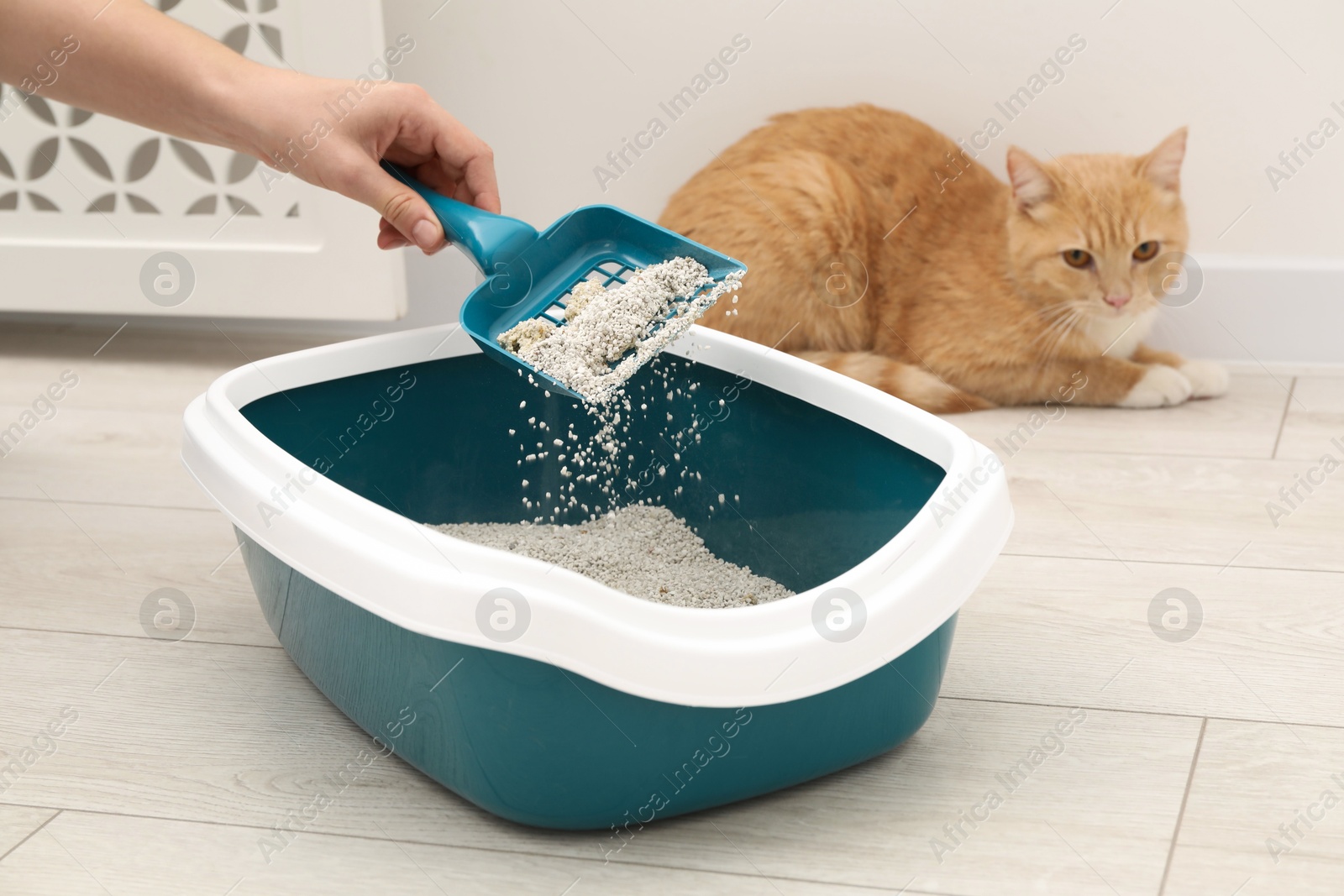 Photo of Woman cleaning cat litter tray with scoop indoors, closeup