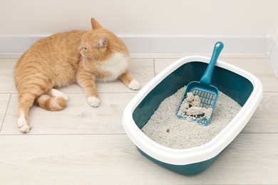 Photo of Cute ginger cat lying near litter tray on floor indoors