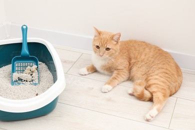 Photo of Cute ginger cat lying near litter tray on floor indoors