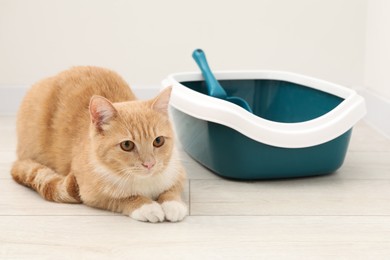 Cute ginger cat lying near litter tray on floor indoors