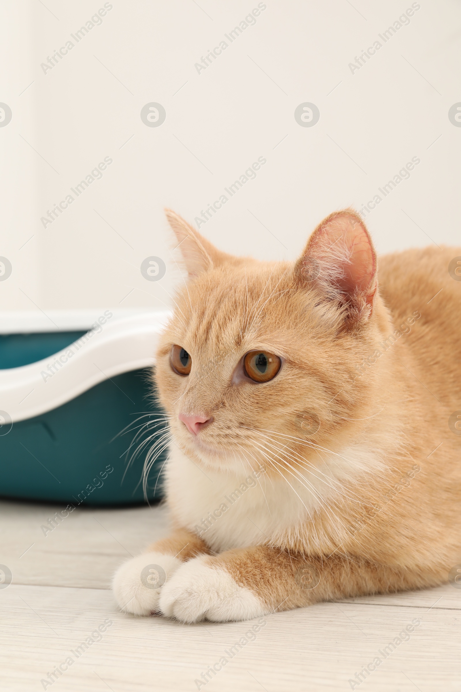 Photo of Cute ginger cat lying near litter tray on floor indoors