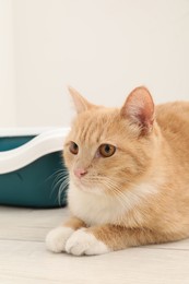 Cute ginger cat lying near litter tray on floor indoors