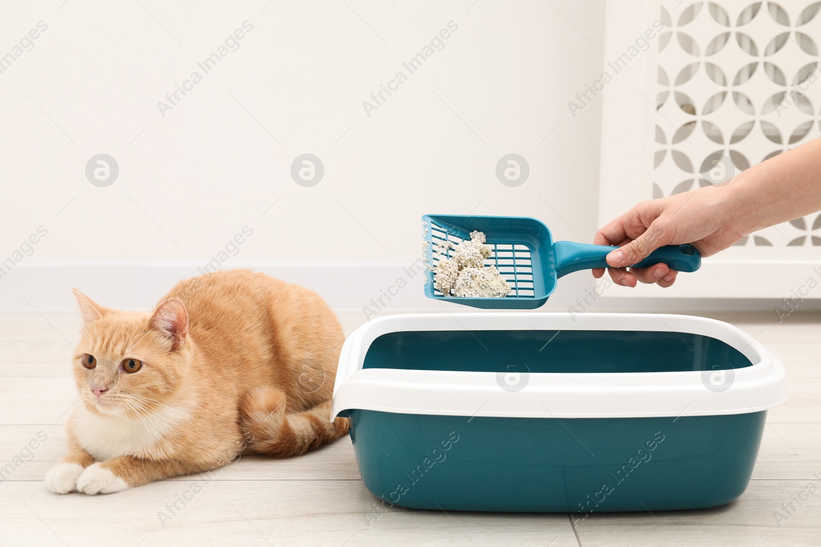 Photo of Woman cleaning cat litter tray with scoop on floor indoors, closeup