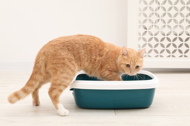 Photo of Cute ginger cat near litter tray on floor indoors