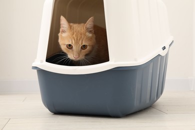 Photo of Cute ginger cat in litter box on floor indoors