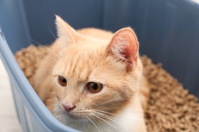 Photo of Cute ginger cat in litter tray, closeup