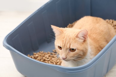 Photo of Cute ginger cat in litter tray on floor indoors, closeup