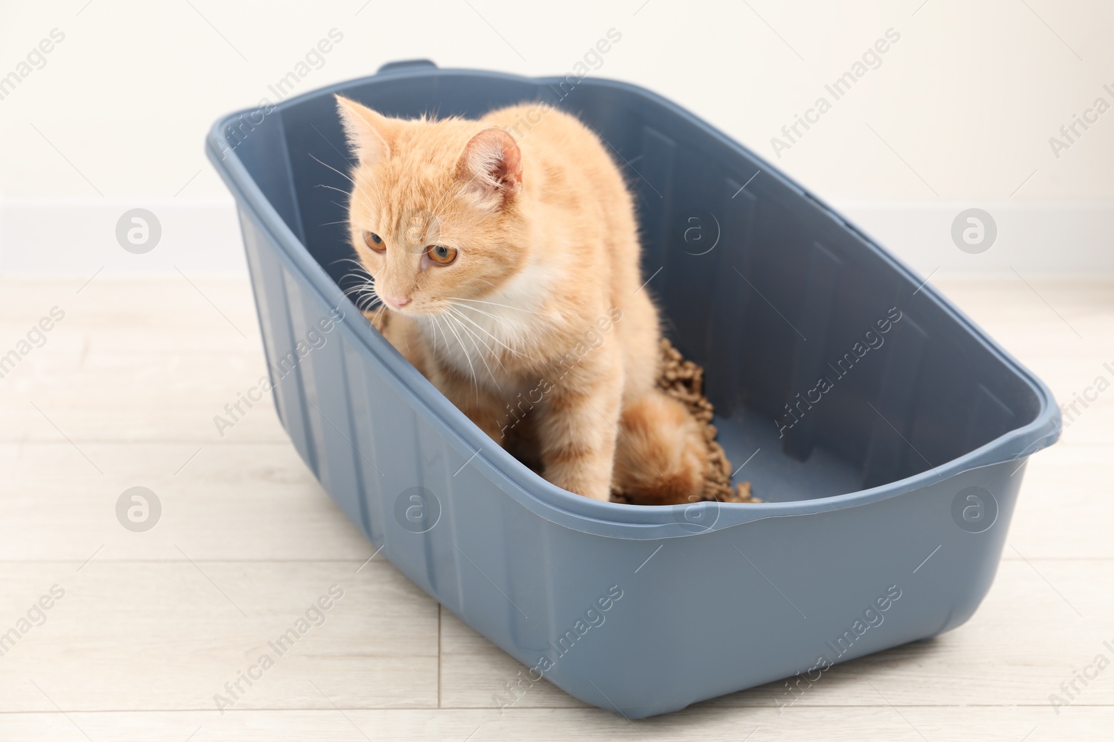 Photo of Cute ginger cat in litter tray on floor indoors