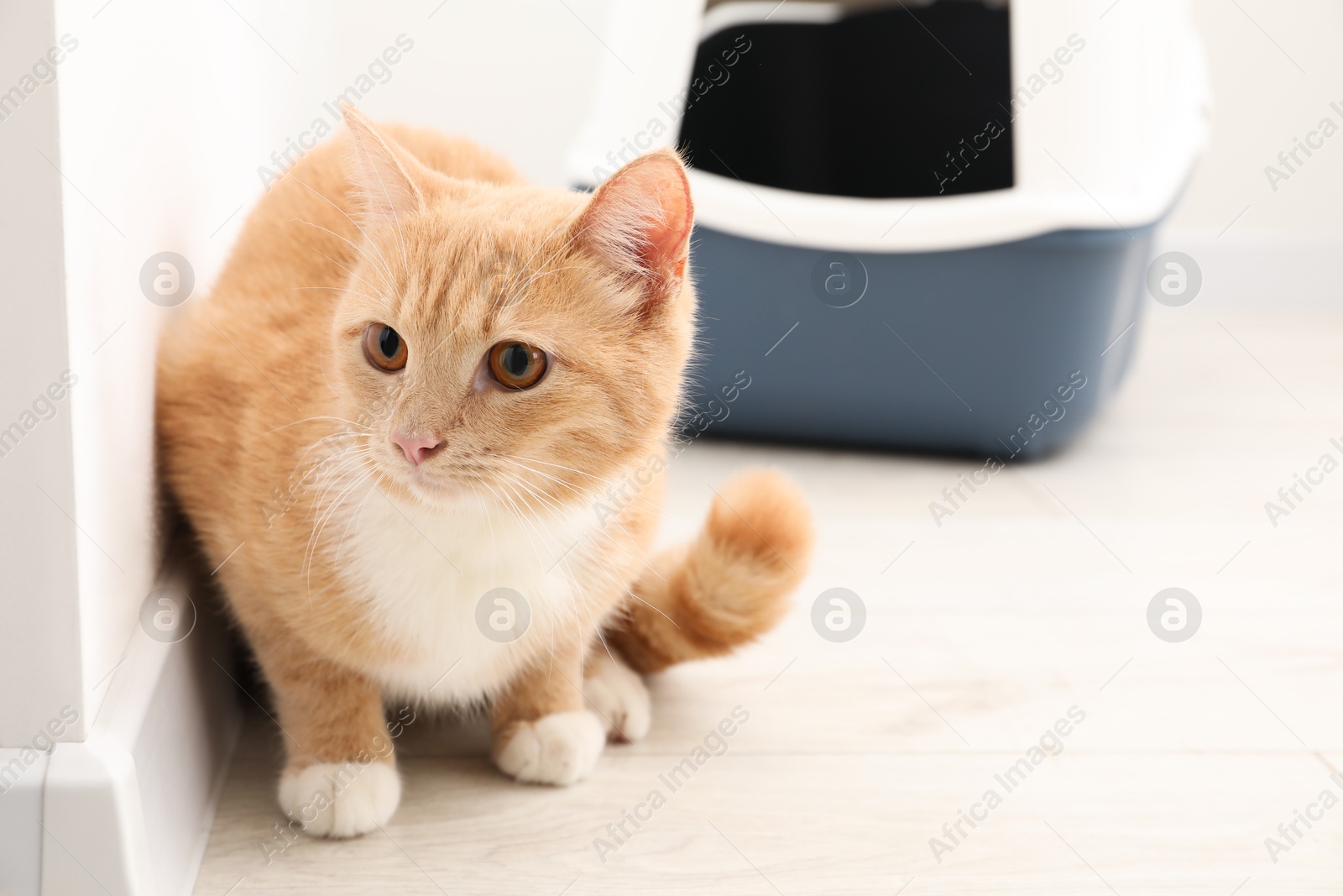 Photo of Cute ginger cat near litter box on floor indoors