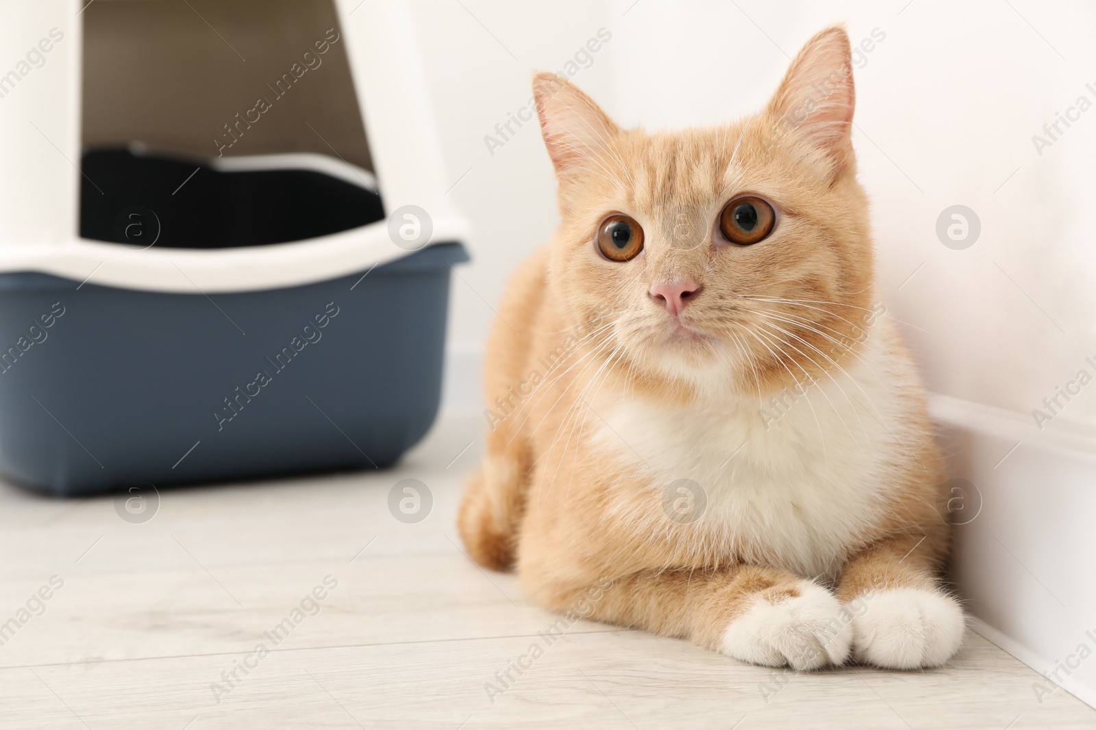 Photo of Cute ginger cat near litter box on floor indoors