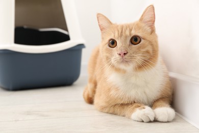 Cute ginger cat near litter box on floor indoors