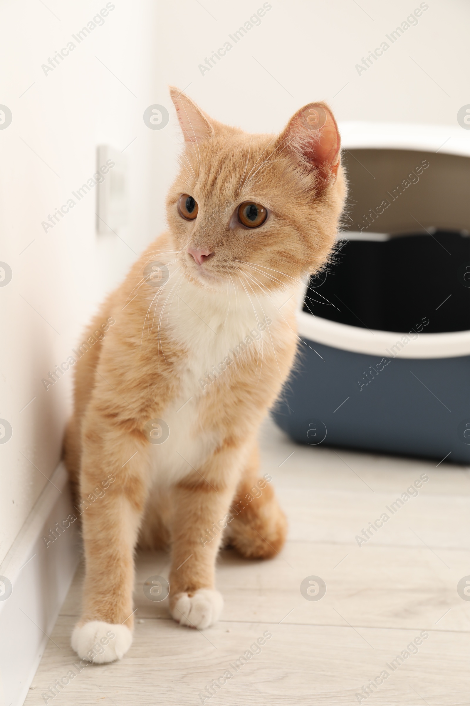 Photo of Cute ginger cat near litter box on floor indoors