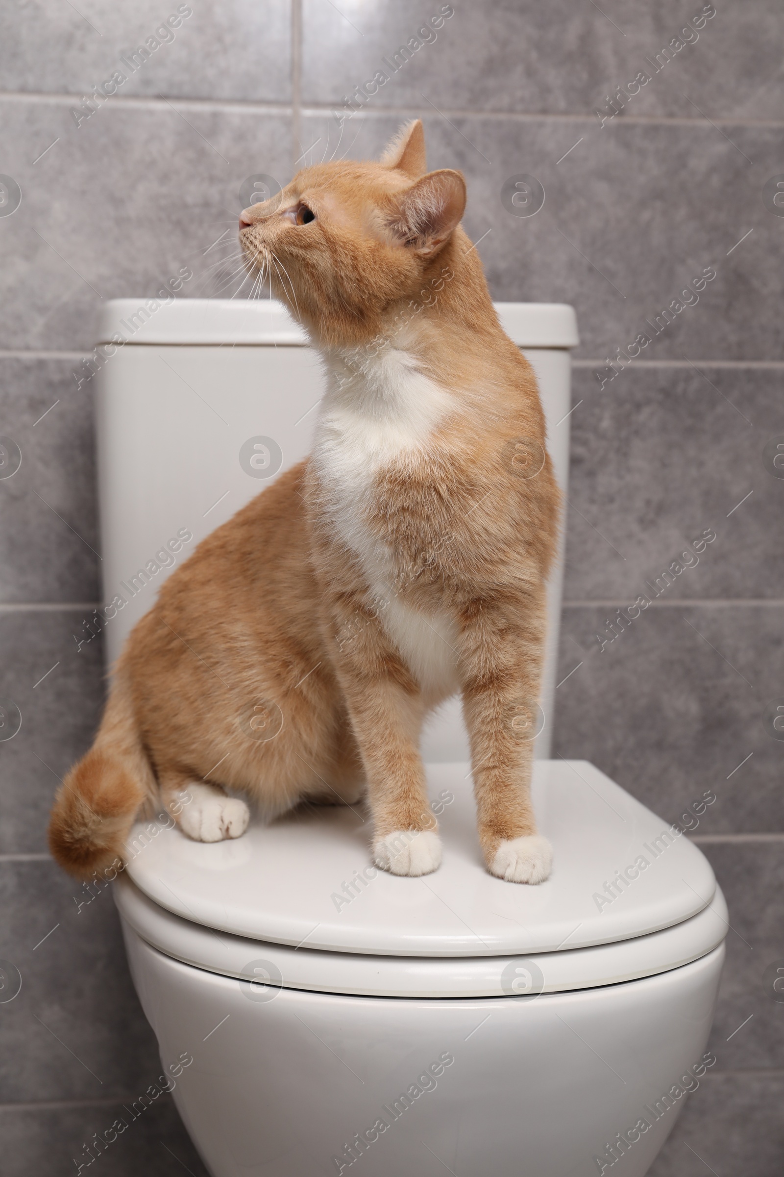 Photo of Cute cat sitting on toilet bowl in bathroom