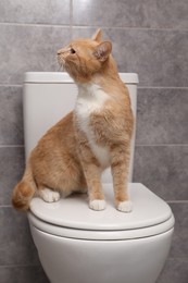 Cute cat sitting on toilet bowl in bathroom