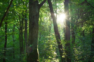 Photo of Sun shining through tree crown in forest