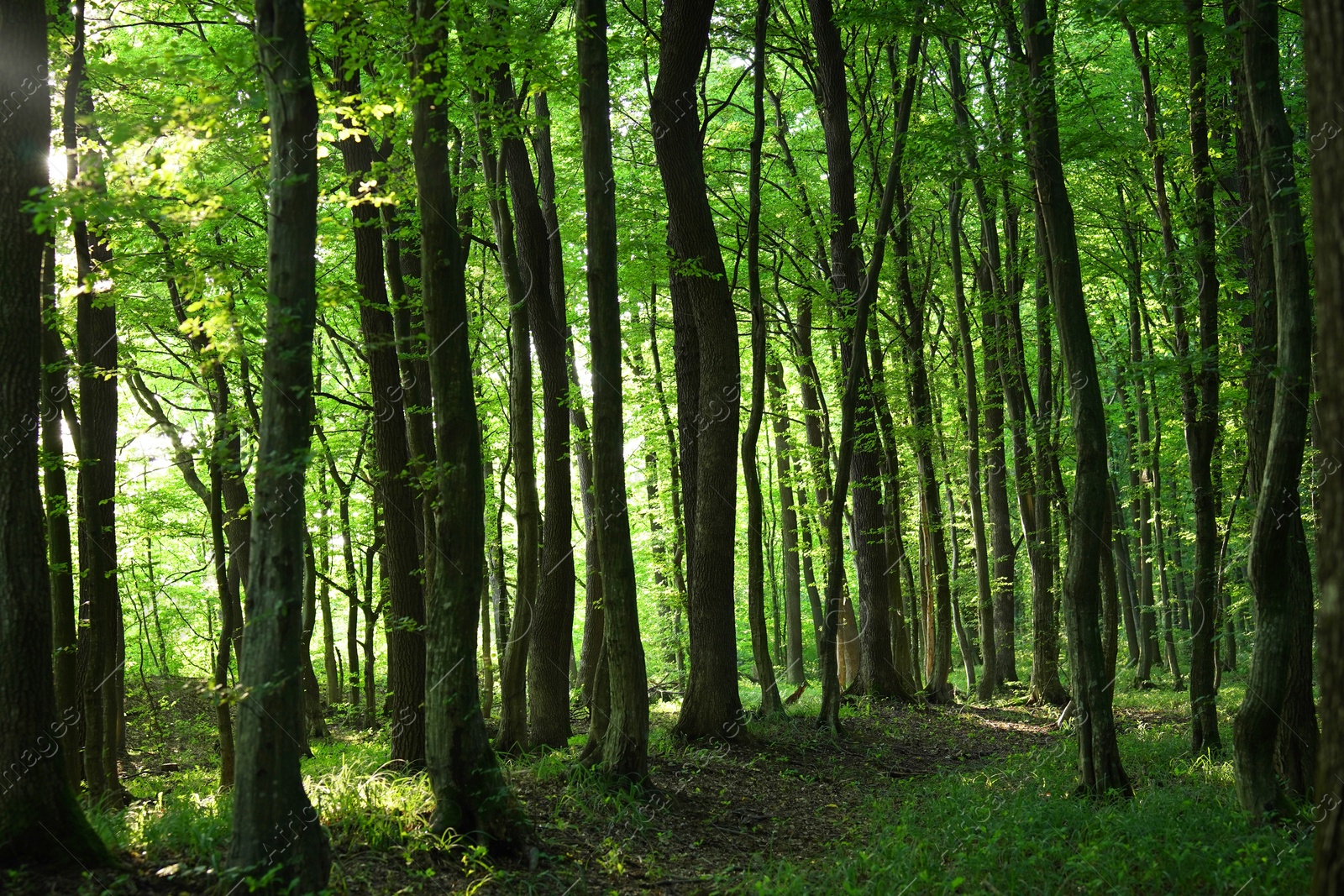 Photo of Beautiful trees with green leaves in forest