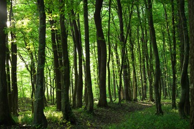 Beautiful trees with green leaves in forest