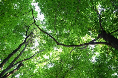 Beautiful trees with green leaves in forest, bottom view