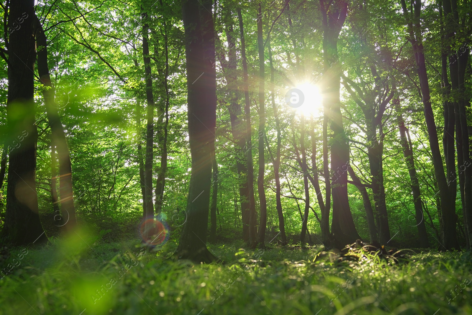 Photo of Sun shining through tree crown in forest