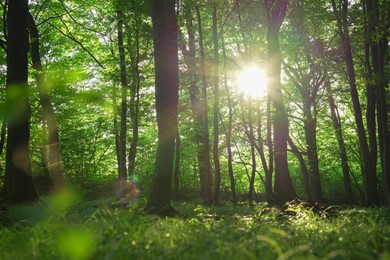 Sun shining through tree crown in forest