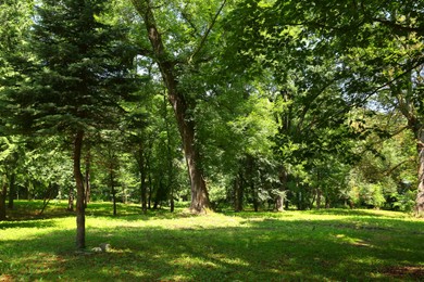 Photo of Beautiful trees with green leaves in forest