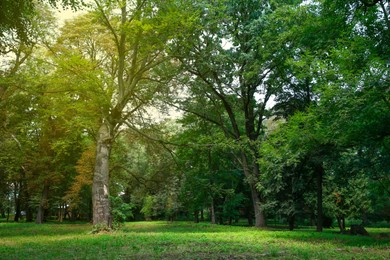 Photo of Beautiful trees with green leaves in forest