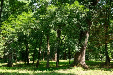 Beautiful trees with green leaves in forest