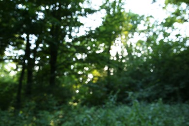 Blurred view of beautiful forest with green trees